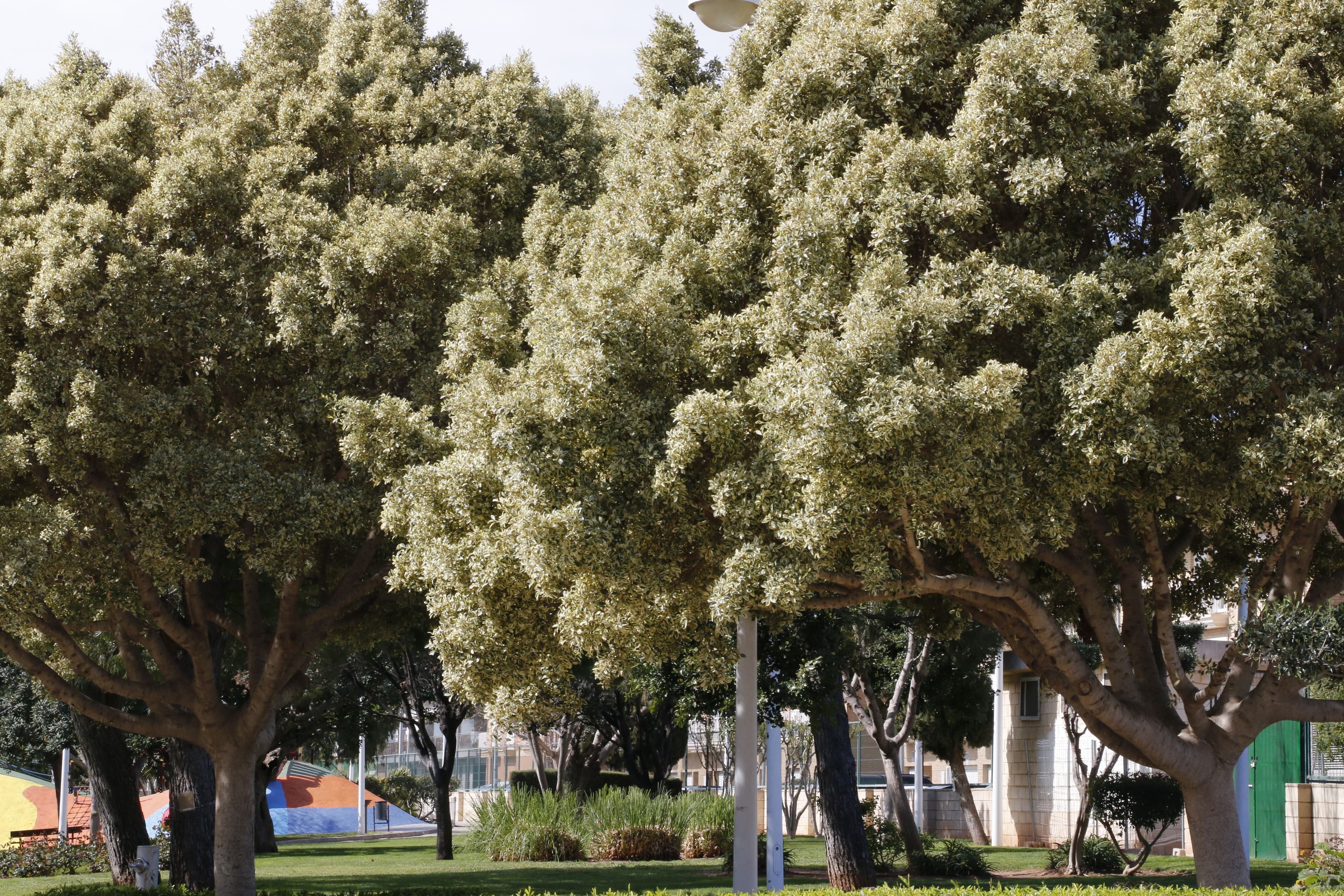 El parque Ribelles